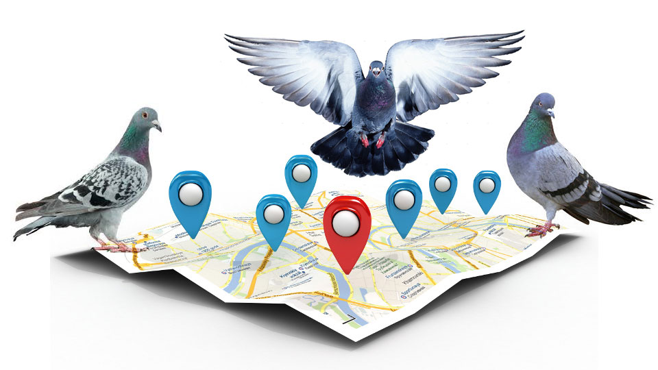 Google Pigeon Update, Local Search Algorithm